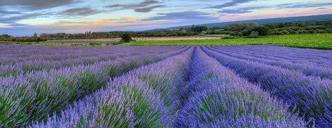 Lavender bloom near Sault in the south of France panoramic Black Ornate Wood Framed Art Print with Double Matting by Steve Mohlenkamp