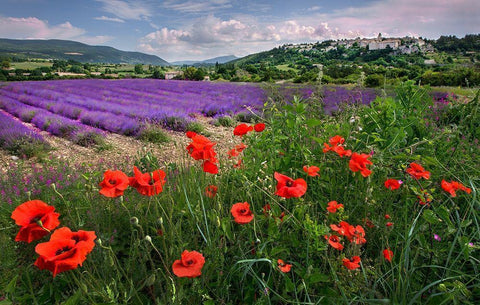 Lavender bloom near Sault in the south of France White Modern Wood Framed Art Print with Double Matting by Steve Mohlenkamp