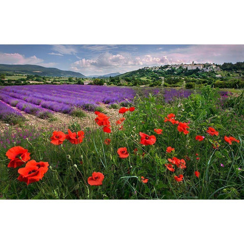 Lavender bloom near Sault in the south of France Gold Ornate Wood Framed Art Print with Double Matting by Steve Mohlenkamp