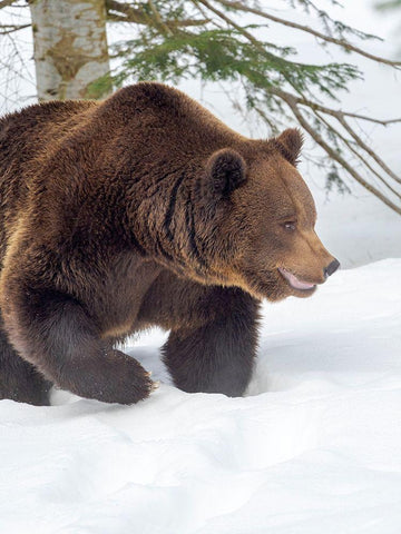 Eurasian brown bear in deep snow-During winter in National Park Bavarian Forest Germany-Bavaria Black Ornate Wood Framed Art Print with Double Matting by Zwick, Martin