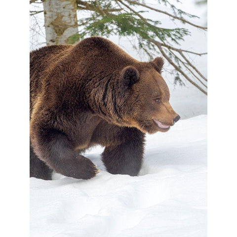 Eurasian brown bear in deep snow-During winter in National Park Bavarian Forest Germany-Bavaria White Modern Wood Framed Art Print by Zwick, Martin