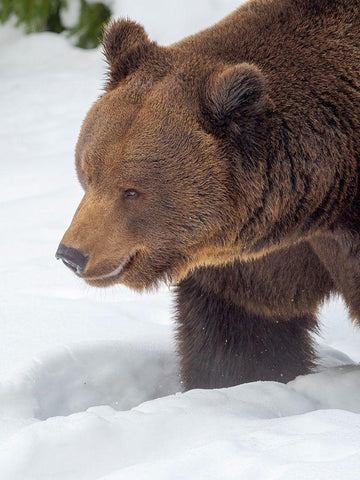 Eurasian brown bear in deep snow-During winter in National Park Bavarian Forest Germany-Bavaria White Modern Wood Framed Art Print with Double Matting by Zwick, Martin