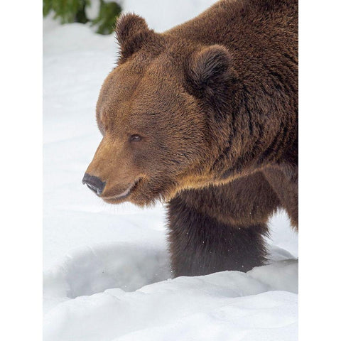 Eurasian brown bear in deep snow-During winter in National Park Bavarian Forest Germany-Bavaria Black Modern Wood Framed Art Print by Zwick, Martin