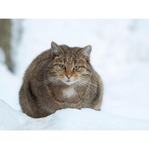 European wildcat during winter in deep snow in National Park Bavarian Forest Germany-Bavaria Black Modern Wood Framed Art Print by Zwick, Martin