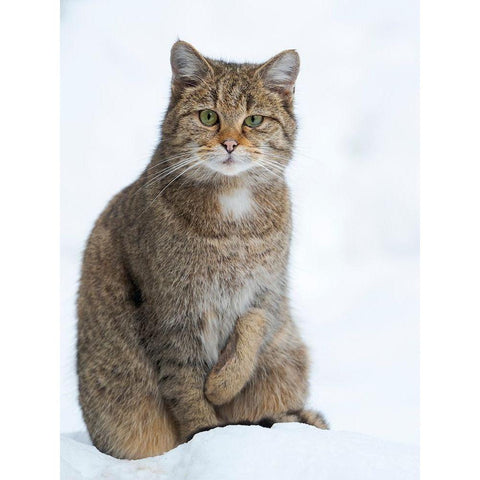 European wildcat during winter in deep snow in National Park Bavarian Forest Germany-Bavaria White Modern Wood Framed Art Print by Zwick, Martin