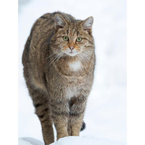European wildcat during winter in deep snow in National Park Bavarian Forest Germany-Bavaria Gold Ornate Wood Framed Art Print with Double Matting by Zwick, Martin