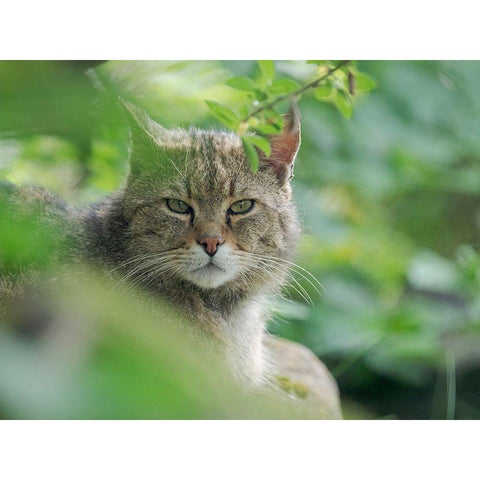 European wildcat in Wildkatzendorf Huetscheroda (wildcat village)-Hainich-Thuringia-Germany Black Modern Wood Framed Art Print by Zwick, Martin