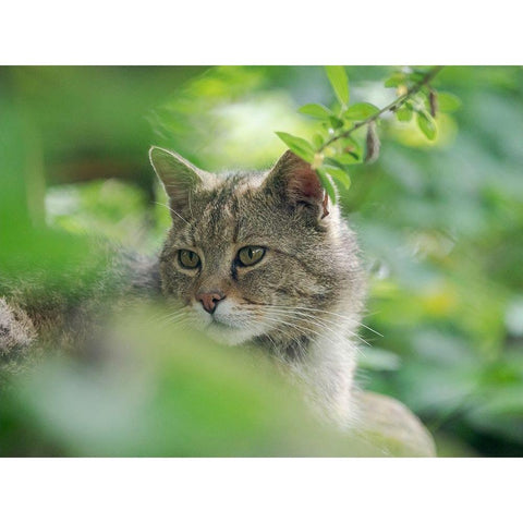 European wildcat in Wildkatzendorf Huetscheroda (wildcat village)-Hainich-Thuringia-Germany Gold Ornate Wood Framed Art Print with Double Matting by Zwick, Martin