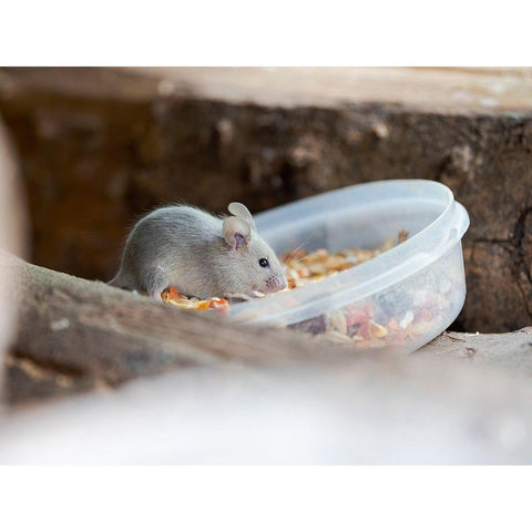 House mouse in Wildkatzendorf Huetscheroda (wildcat village)-Hainich-Thuringia-Germany Black Modern Wood Framed Art Print by Zwick, Martin