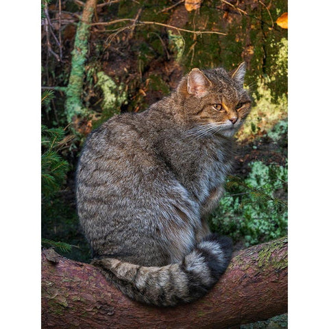 European wildcat in National Park Bavarian Forest Germany-Bavaria Black Modern Wood Framed Art Print with Double Matting by Zwick, Martin