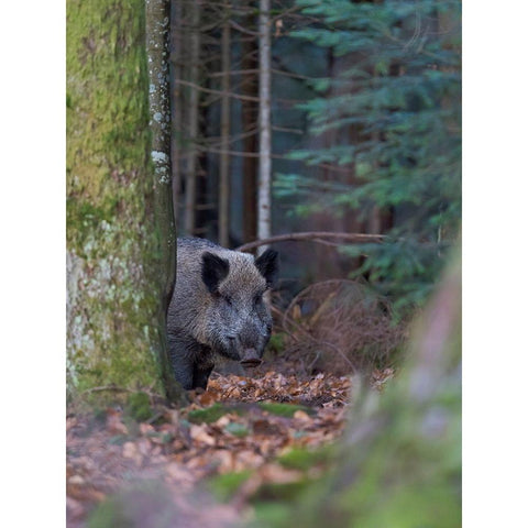 Wild boar during winter in high forest Bavarian Forest National Park Germany-Bavaria Gold Ornate Wood Framed Art Print with Double Matting by Zwick, Martin
