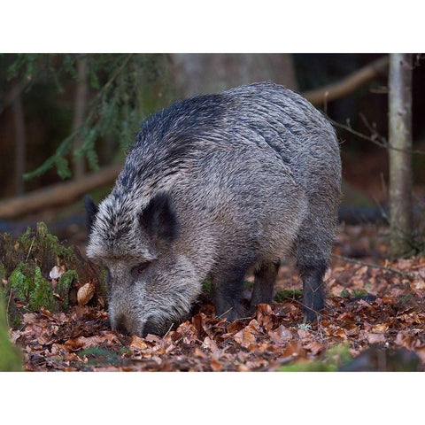 Wild boar during winter in high forest Bavarian Forest National Park Germany-Bavaria Black Modern Wood Framed Art Print with Double Matting by Zwick, Martin