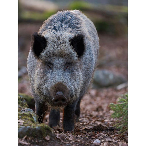 Wild boar during winter in high forest Bavarian Forest National Park Germany-Bavaria Black Modern Wood Framed Art Print by Zwick, Martin