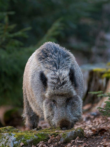 Wild boar during winter in high forest Bavarian Forest National Park Germany-Bavaria White Modern Wood Framed Art Print with Double Matting by Zwick, Martin