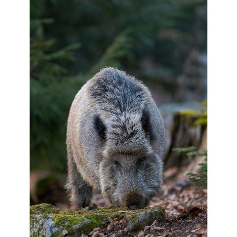 Wild boar during winter in high forest Bavarian Forest National Park Germany-Bavaria Black Modern Wood Framed Art Print by Zwick, Martin