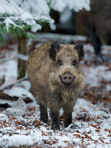 Wild boar during winter in high forest Bavarian Forest National Park Germany-Bavaria White Modern Wood Framed Art Print with Double Matting by Zwick, Martin