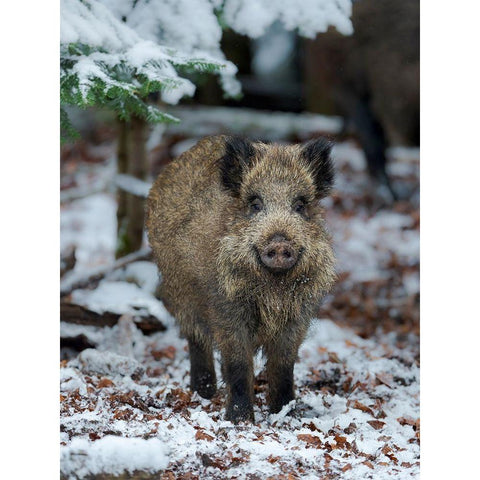 Wild boar during winter in high forest Bavarian Forest National Park Germany-Bavaria Gold Ornate Wood Framed Art Print with Double Matting by Zwick, Martin