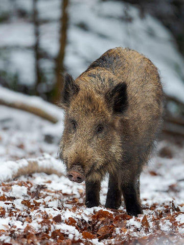 Wild boar during winter in high forest Bavarian Forest National Park Germany-Bavaria White Modern Wood Framed Art Print with Double Matting by Zwick, Martin