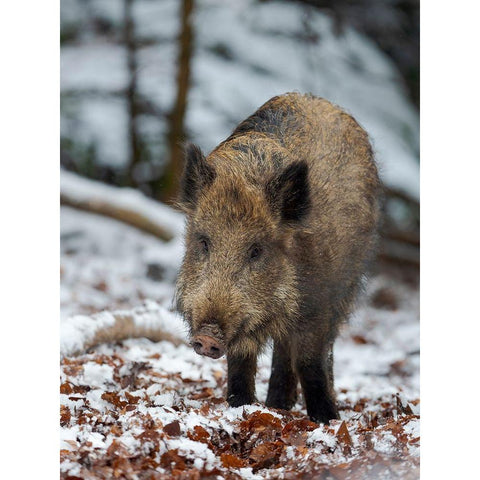 Wild boar during winter in high forest Bavarian Forest National Park Germany-Bavaria Black Modern Wood Framed Art Print with Double Matting by Zwick, Martin