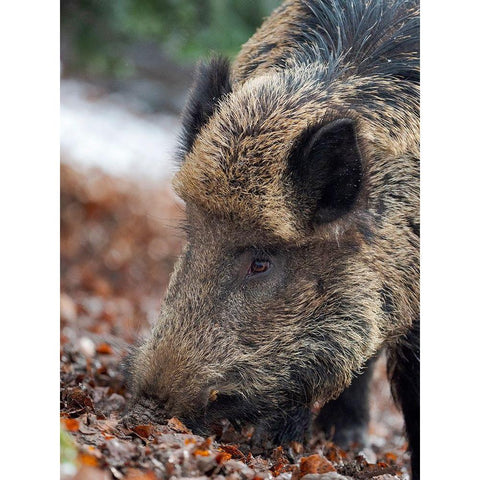 Wild boar during winter in high forest Bavarian Forest National Park Germany-Bavaria Black Modern Wood Framed Art Print by Zwick, Martin