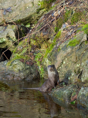 Eurasian Otter (Lutra lutra) during winter Bavarian Forest National Park Germany-Bavaria Black Ornate Wood Framed Art Print with Double Matting by Zwick, Martin
