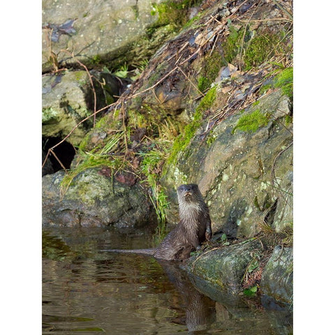 Eurasian Otter (Lutra lutra) during winter Bavarian Forest National Park Germany-Bavaria White Modern Wood Framed Art Print by Zwick, Martin