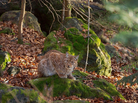 Eurasian Lynx (Lynx lynx ) during winter Bavarian Forest National Park Germany-Bavaria Black Ornate Wood Framed Art Print with Double Matting by Zwick, Martin