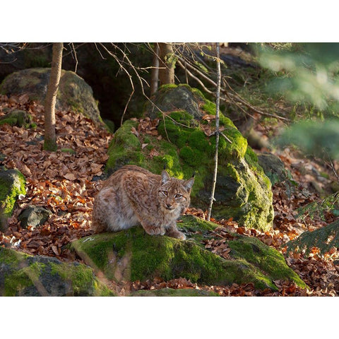 Eurasian Lynx (Lynx lynx ) during winter Bavarian Forest National Park Germany-Bavaria White Modern Wood Framed Art Print by Zwick, Martin