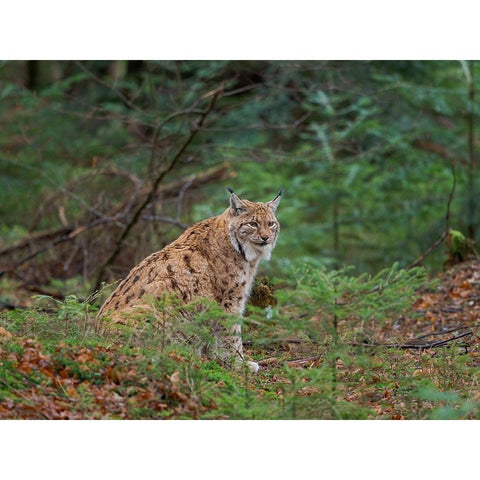 Eurasian Lynx (Lynx lynx ) during winter Bavarian Forest National Park Germany-Bavaria Black Modern Wood Framed Art Print by Zwick, Martin