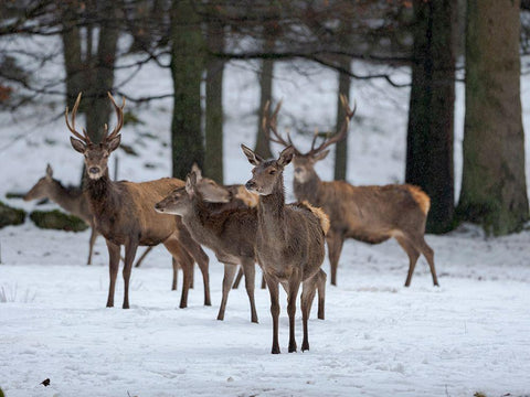 Red deer (Cervus elaphus) during winter Bavarian Forest National Park Germany-Bavaria White Modern Wood Framed Art Print with Double Matting by Zwick, Martin