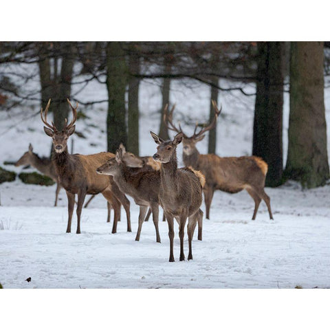 Red deer (Cervus elaphus) during winter Bavarian Forest National Park Germany-Bavaria Black Modern Wood Framed Art Print by Zwick, Martin