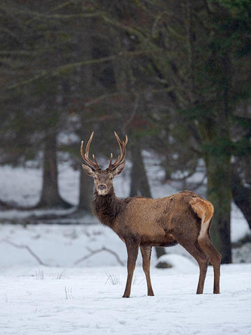 Red deer (Cervus elaphus) during winter Bavarian Forest National Park Germany-Bavaria White Modern Wood Framed Art Print with Double Matting by Zwick, Martin