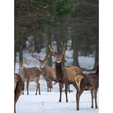Red deer (Cervus elaphus) during winter Bavarian Forest National Park Germany-Bavaria Gold Ornate Wood Framed Art Print with Double Matting by Zwick, Martin