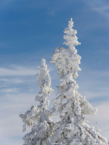 Snow-covered trees at the peak of Mount Lusen Central Germany-Bavaria White Modern Wood Framed Art Print with Double Matting by Zwick, Martin