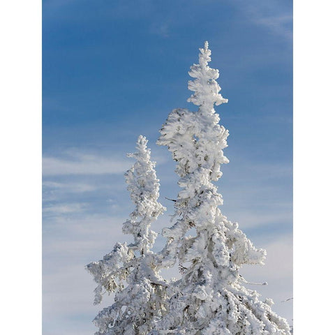 Snow-covered trees at the peak of Mount Lusen Central Germany-Bavaria Black Modern Wood Framed Art Print by Zwick, Martin