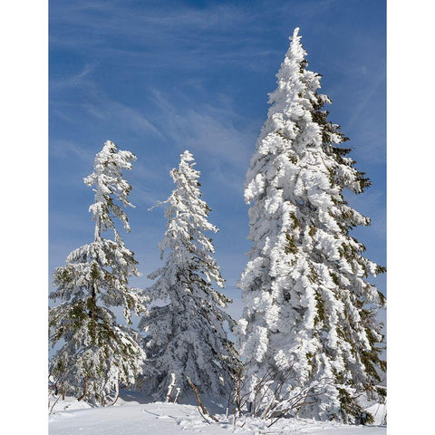 Snow-covered trees at the peak of Mount Lusen Central Germany-Bavaria Gold Ornate Wood Framed Art Print with Double Matting by Zwick, Martin
