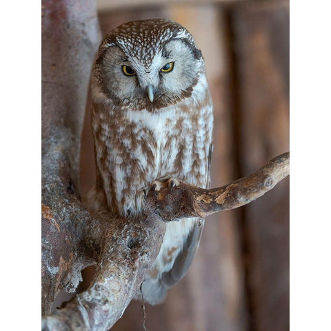 Boreal owl (Aegolius funereus) Enclosure area of the National Park Bavarian Forest White Modern Wood Framed Art Print by Zwick, Martin