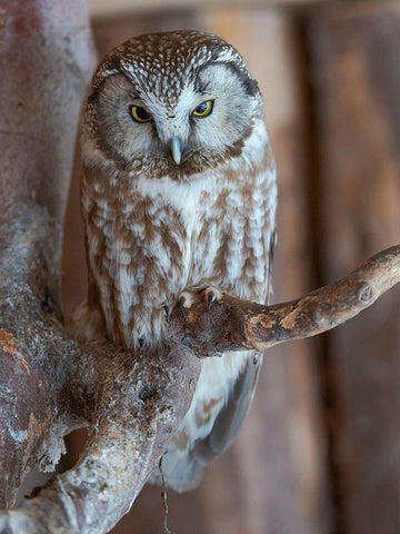 Boreal owl (Aegolius funereus) Enclosure area of the National Park Bavarian Forest White Modern Wood Framed Art Print with Double Matting by Zwick, Martin