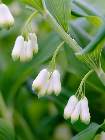 Eurasian Solomons Seal. Germany White Modern Wood Framed Art Print with Double Matting by Zwick, Martin
