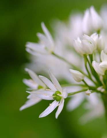 Wild garlic. Germany Black Ornate Wood Framed Art Print with Double Matting by Zwick, Martin