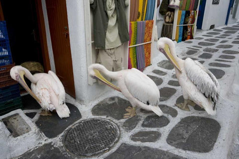 Greece, Mykonos, Hora Three pelicans grooming White Modern Wood Framed Art Print with Double Matting by Young, Bill