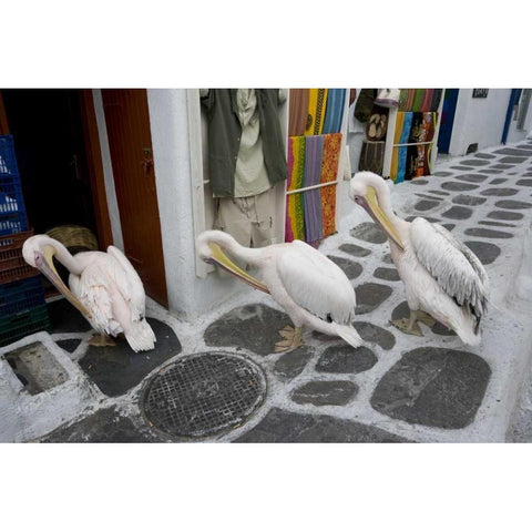 Greece, Mykonos, Hora Three pelicans grooming Black Modern Wood Framed Art Print by Young, Bill