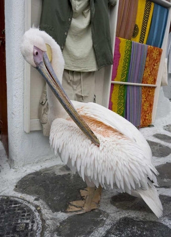 Greece, Mykonos, Hora Pelican grooming in alley Black Ornate Wood Framed Art Print with Double Matting by Young, Bill