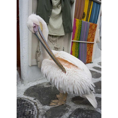 Greece, Mykonos, Hora Pelican grooming in alley White Modern Wood Framed Art Print by Young, Bill