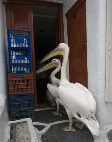Greece, Mykonos, Hora Two pelicans in restaurant Black Ornate Wood Framed Art Print with Double Matting by Young, Bill