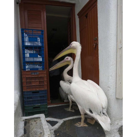 Greece, Mykonos, Hora Two pelicans in restaurant Black Modern Wood Framed Art Print by Young, Bill
