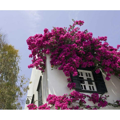 Greece, Mykonos, Hora Bougainvillea flowers Gold Ornate Wood Framed Art Print with Double Matting by Young, Bill