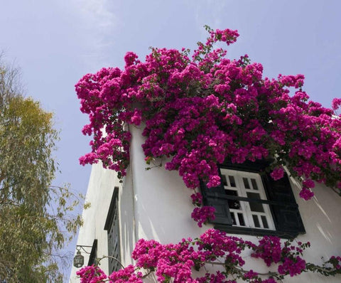 Greece, Mykonos, Hora Bougainvillea flowers White Modern Wood Framed Art Print with Double Matting by Young, Bill