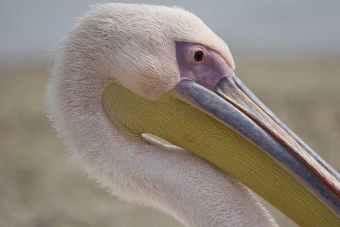 Greece, Mykonos Close-up of head of pink pelican White Modern Wood Framed Art Print with Double Matting by Young, Bill