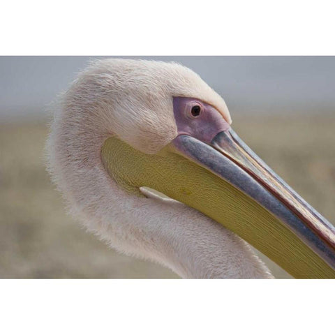 Greece, Mykonos Close-up of head of pink pelican Black Modern Wood Framed Art Print by Young, Bill